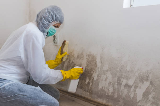 Best Attic Mold Remediation in Towanda, PA